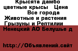Крысята дамбо цветные крысы › Цена ­ 250 - Все города Животные и растения » Грызуны и Рептилии   . Ненецкий АО,Белушье д.